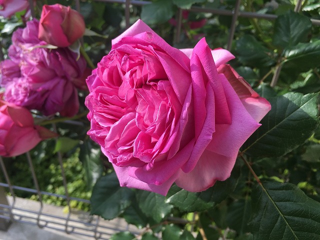 f:id:an-ei:20200608045157j:plain