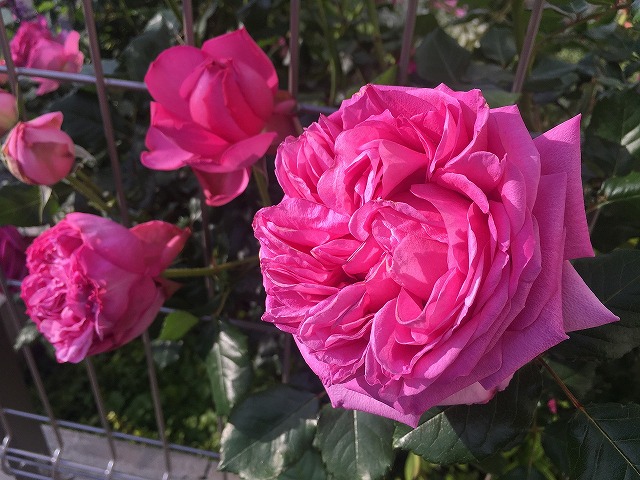 f:id:an-ei:20200608045228j:plain