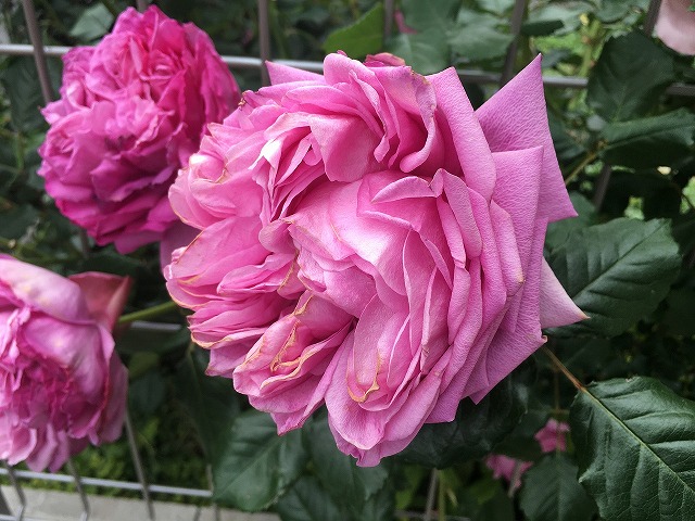 f:id:an-ei:20200608045406j:plain