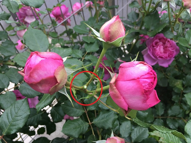 f:id:an-ei:20200608045735j:plain f:id:an-ei:20200608045735j:plain