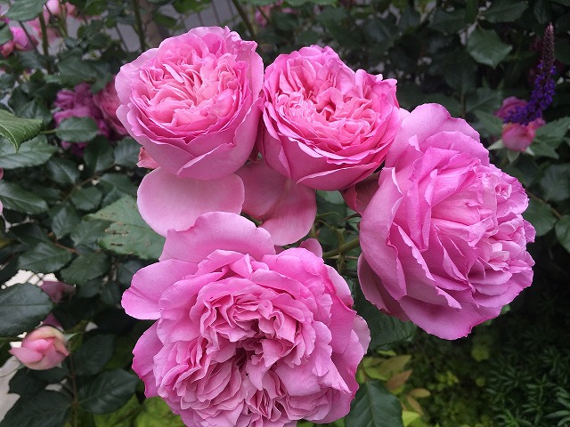 f:id:an-ei:20200608050008j:plain