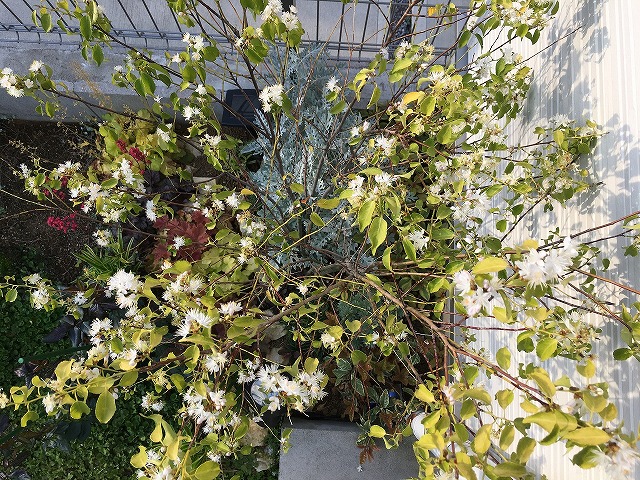 わが家のシンボルツリー、2年目のハイノキがついに開花！ - ズボラな