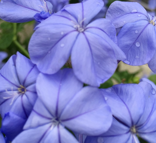 f:id:an-ei:20200613194201j:plain