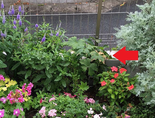 f:id:an-ei:20200627000836j:plain