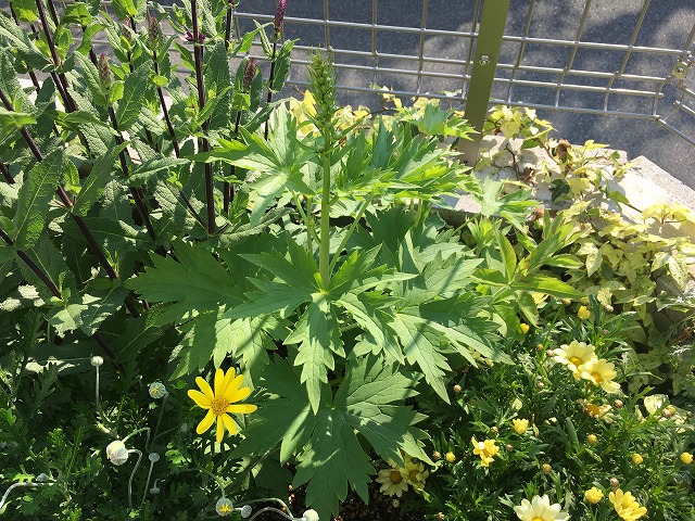 f:id:an-ei:20200627000847j:plain