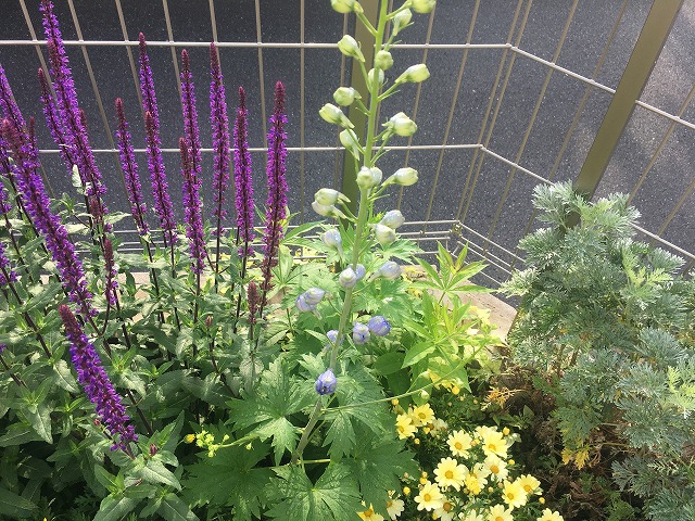 f:id:an-ei:20200627000858j:plain