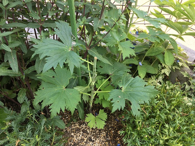 f:id:an-ei:20200627000957j:plain