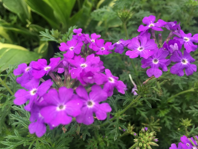 実際に育ててみた 雑草対策になる常緑のおすすめグランドカバーまとめ 踏みつけに強いものから弱いものまで ズボラな週末ガーデニング