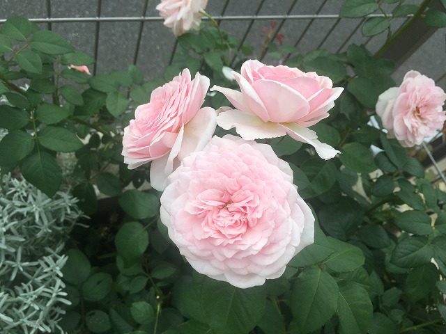 f:id:an-ei:20200710030223j:plain