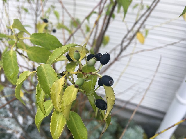 わが家のシンボルツリー ２年目のハイノキがついに開花 ズボラな週末ガーデニング