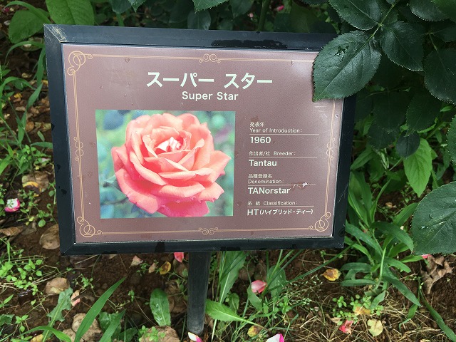 タンタウ スーパースター ネームプレート