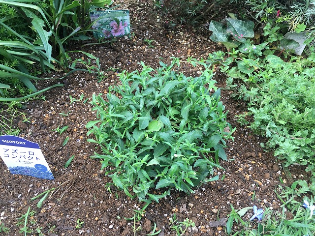 アズーロコンパクト　植え替え後の切り戻し