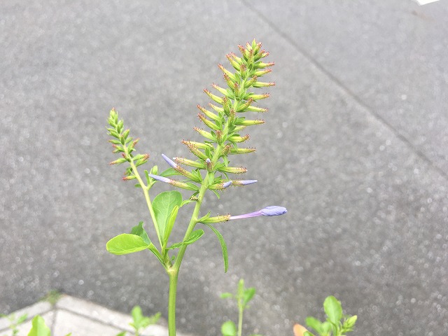 ルリマツリ（２年目）　６月30日　蕾が色づく！