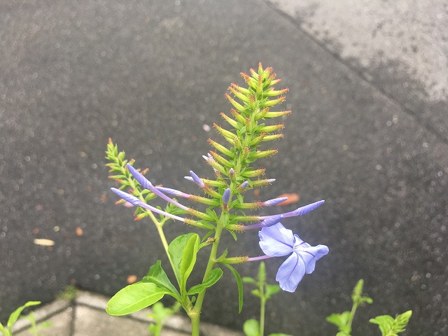ルリマツリ（２年目）　７月１日　開花！