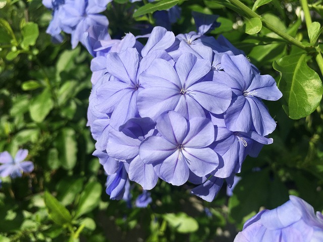 晴れの日　ルリマツリ