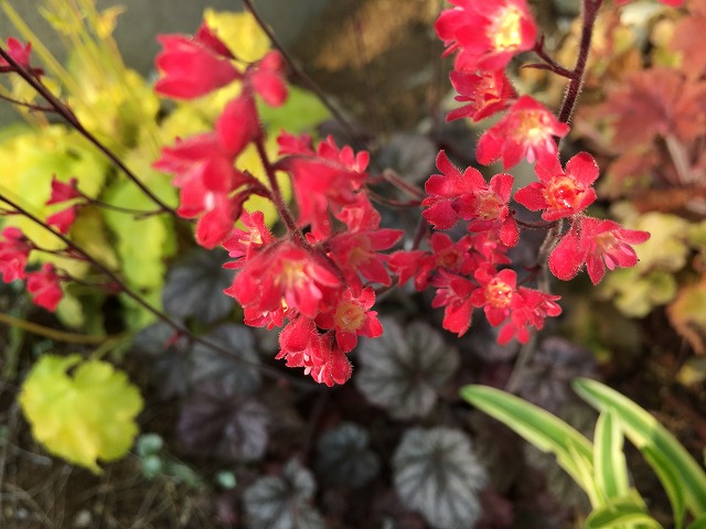 ヒューケラ ハリウッド 花