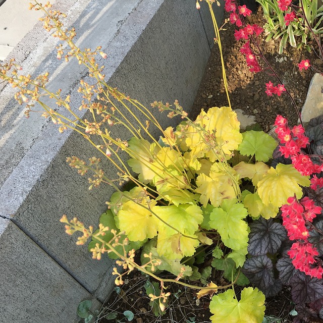 ヒューケラ ライムソルベ 花