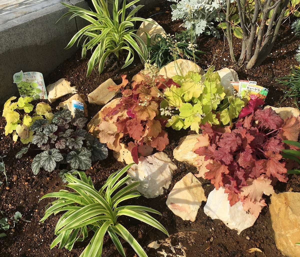 ヒューケラ 地植えの寄せ植え ロックガーデン カラーリーフ