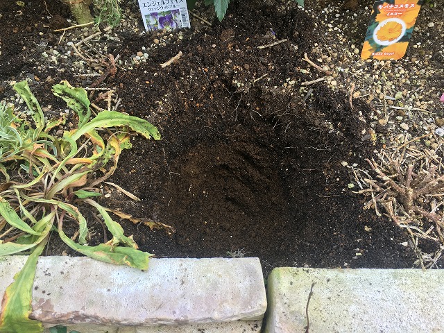 キキョウ 植え付け手順 ①まず穴を掘る