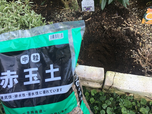 キキョウ 植え付け手順 ②穴の底に赤玉土を入れる