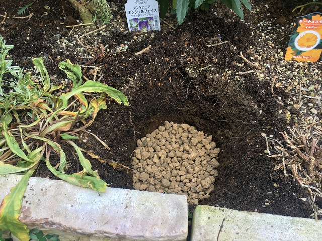 キキョウ 植え付け手順 ②穴の底に赤玉土を入れる