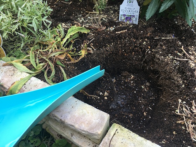 キキョウ 植え付け手順 ④土に水をたっぷりやる
