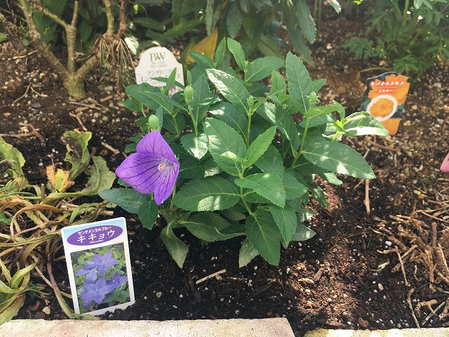 キキョウ 早速開花! 8月3日