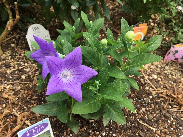キキョウ 次の花が咲いた! 8月10日