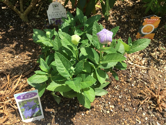 可憐な青紫色の花が美しい キキョウ センチメンタルブルー ズボラな週末ガーデニング