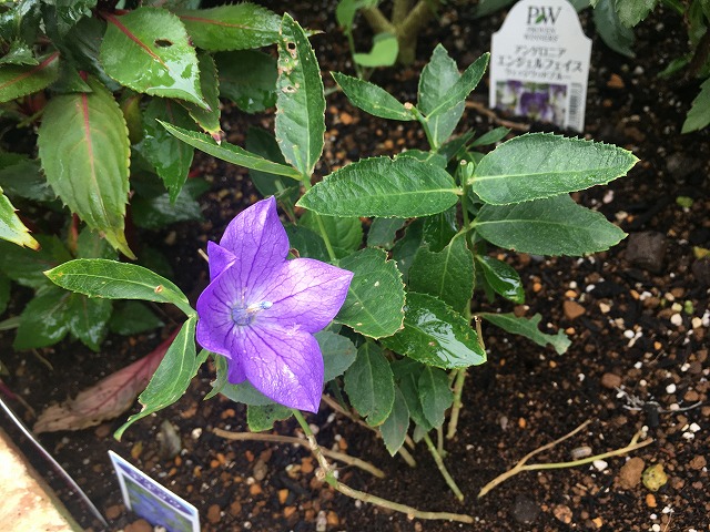 可憐な青紫色の花が美しい キキョウ センチメンタルブルー ズボラな週末ガーデニング