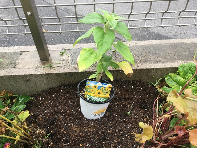 サンフィニティ 植え付け 6月13日