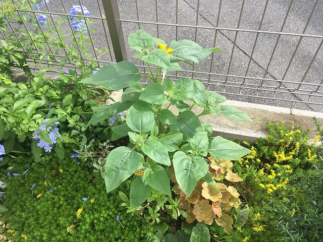 サンフィニティ 7月11日