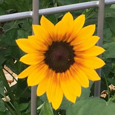 サンビリーバブル 花のアップ