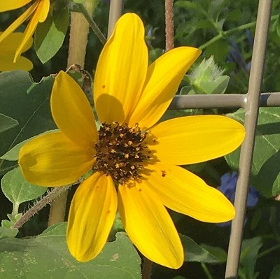 サンフィニティ 花のアップ