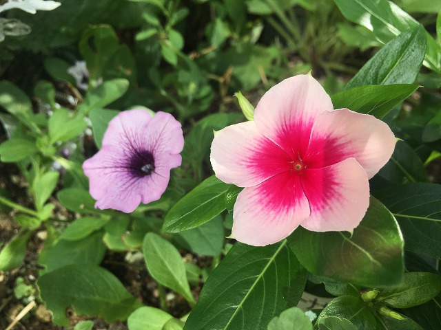 サフィニア・ラベンダーレース　ニチニチソウとのコラボ　８月３日