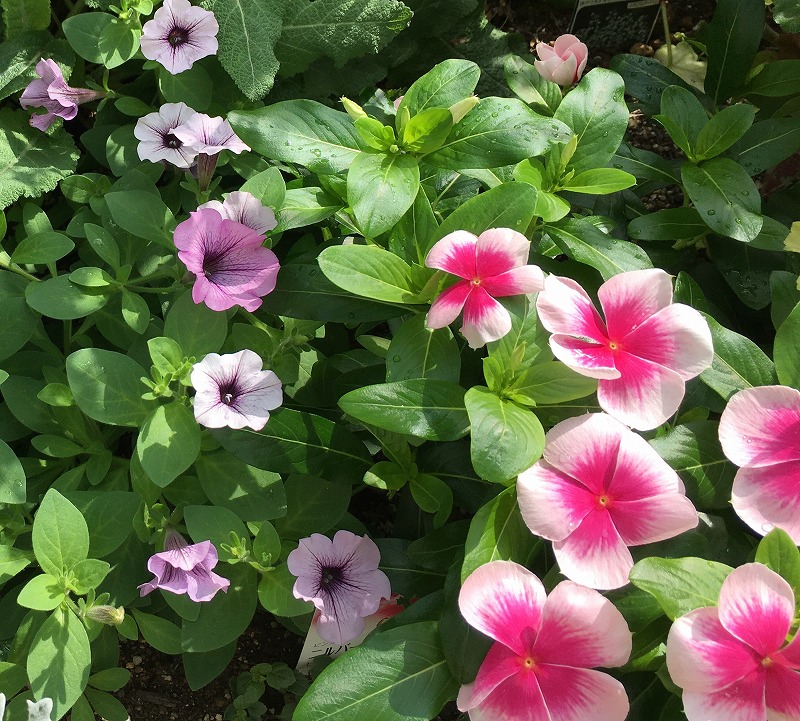 サフィニア・ラベンダーレース　ニチニチソウとのコラボ　９月２日