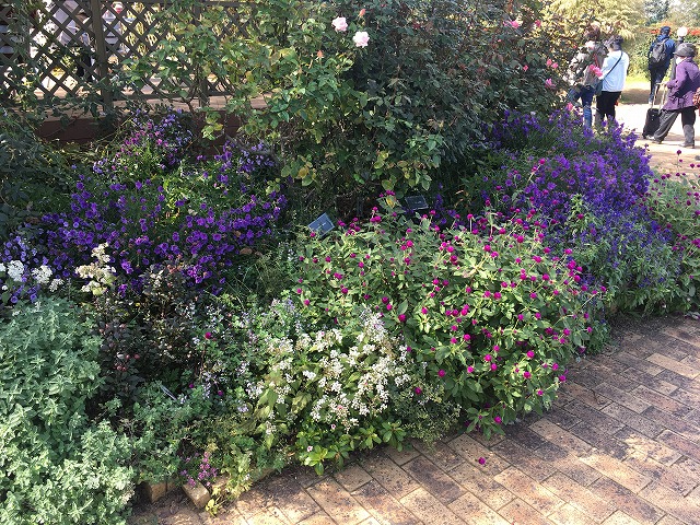 京成バラ園　入場後の花壇