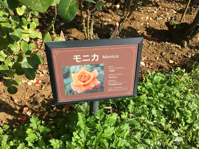 タンタウ モニカ
