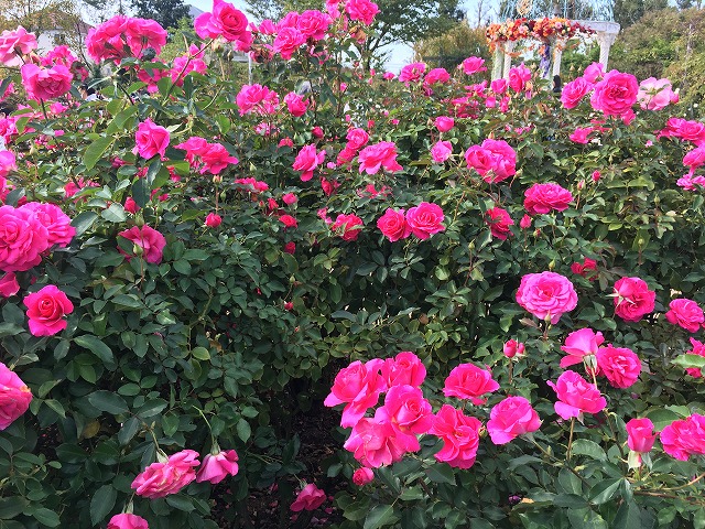 京成バラ園　ローズうらら　秋の花