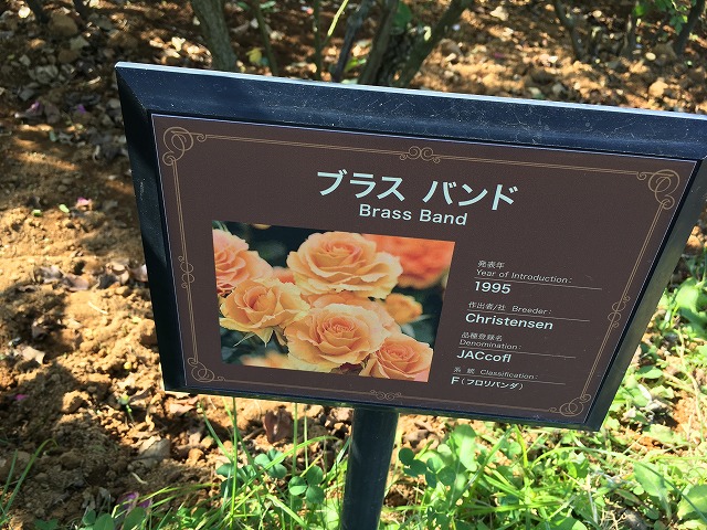 京成バラ園　ブラスバンド　秋の花