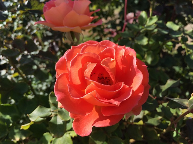 京成バラ園　ブラスバンド　秋の花