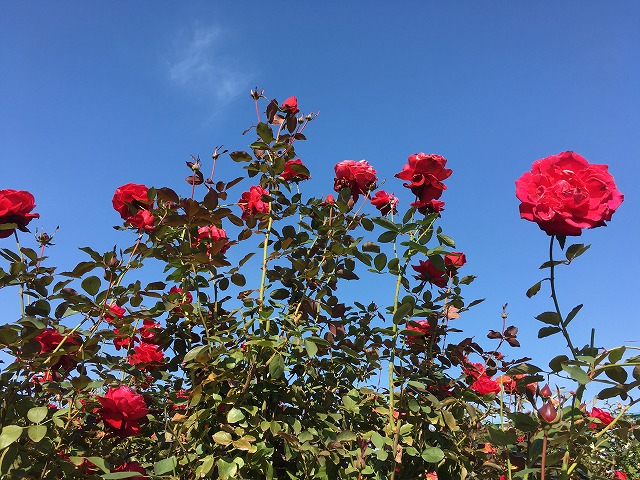 京成バラ園　秋の花　青空に映えるバラ