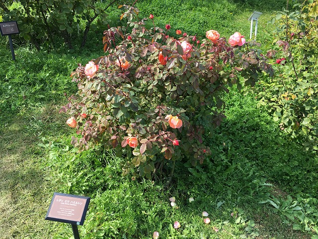 京成バラ園　レディエマハミルトン　秋の花