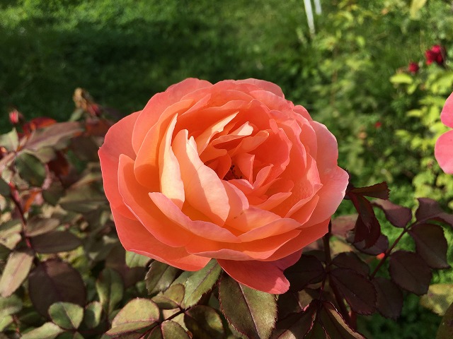 京成バラ園　レディエマハミルトン　秋の花