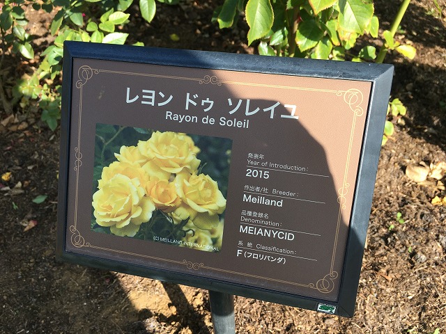 京成バラ園　メイアン　レヨン・ドゥ・ソレイユ　秋の花