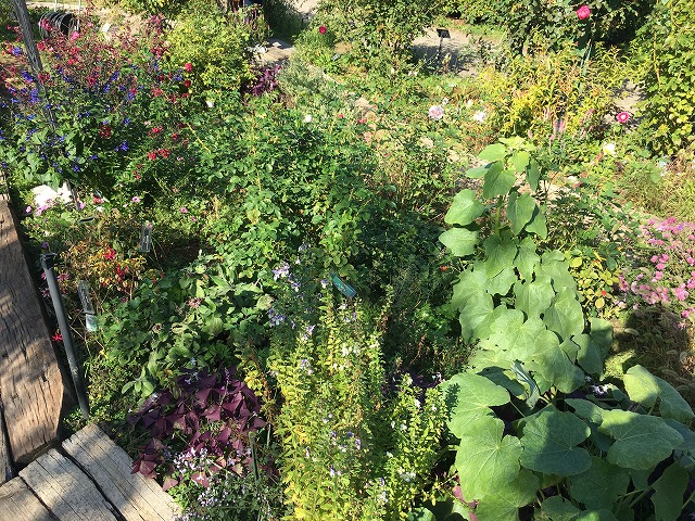 京成バラ園　宿根草コーナー　秋の様子