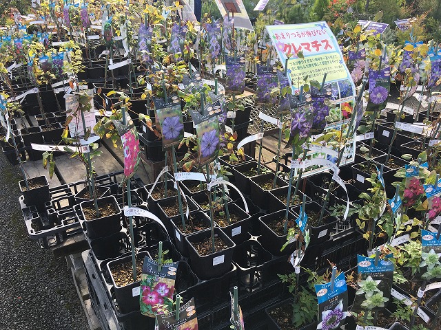 京成バラ園　ガーデンセンター　クレマチス売り場
