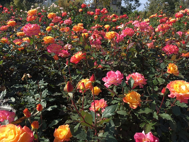京成バラ園　リオ・サンバ　秋の花