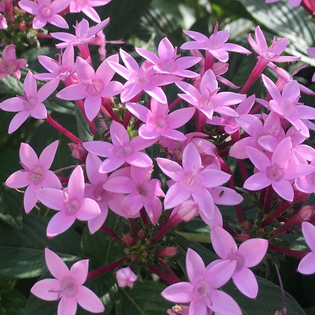 春 秋の庭にピンクの星空 花期の長いペンタス 成長記録 ズボラな週末ガーデニング