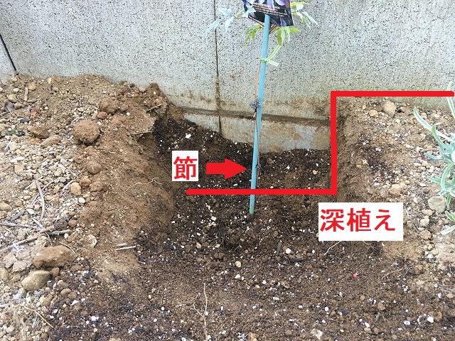 クレマチスの植え付け 深植えにする